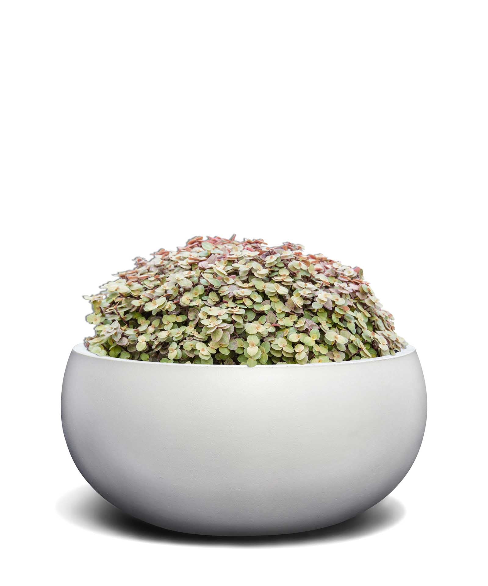 Low Balloon | Pure Collection | Santorin White