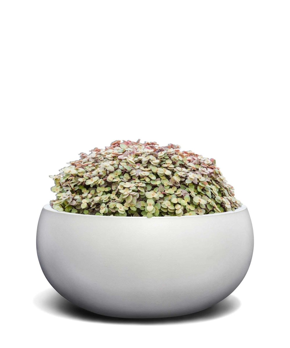 Low Balloon | Pure Collection | Santorin White - ESCHBACH