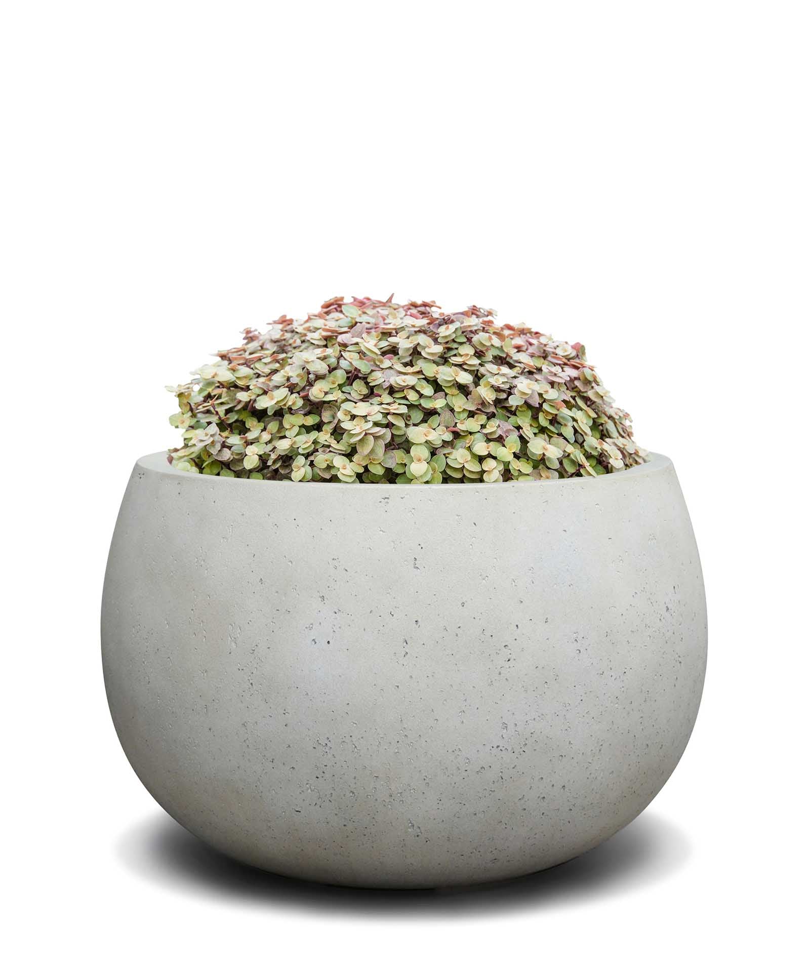 Balloon | Loft Collection | Off White