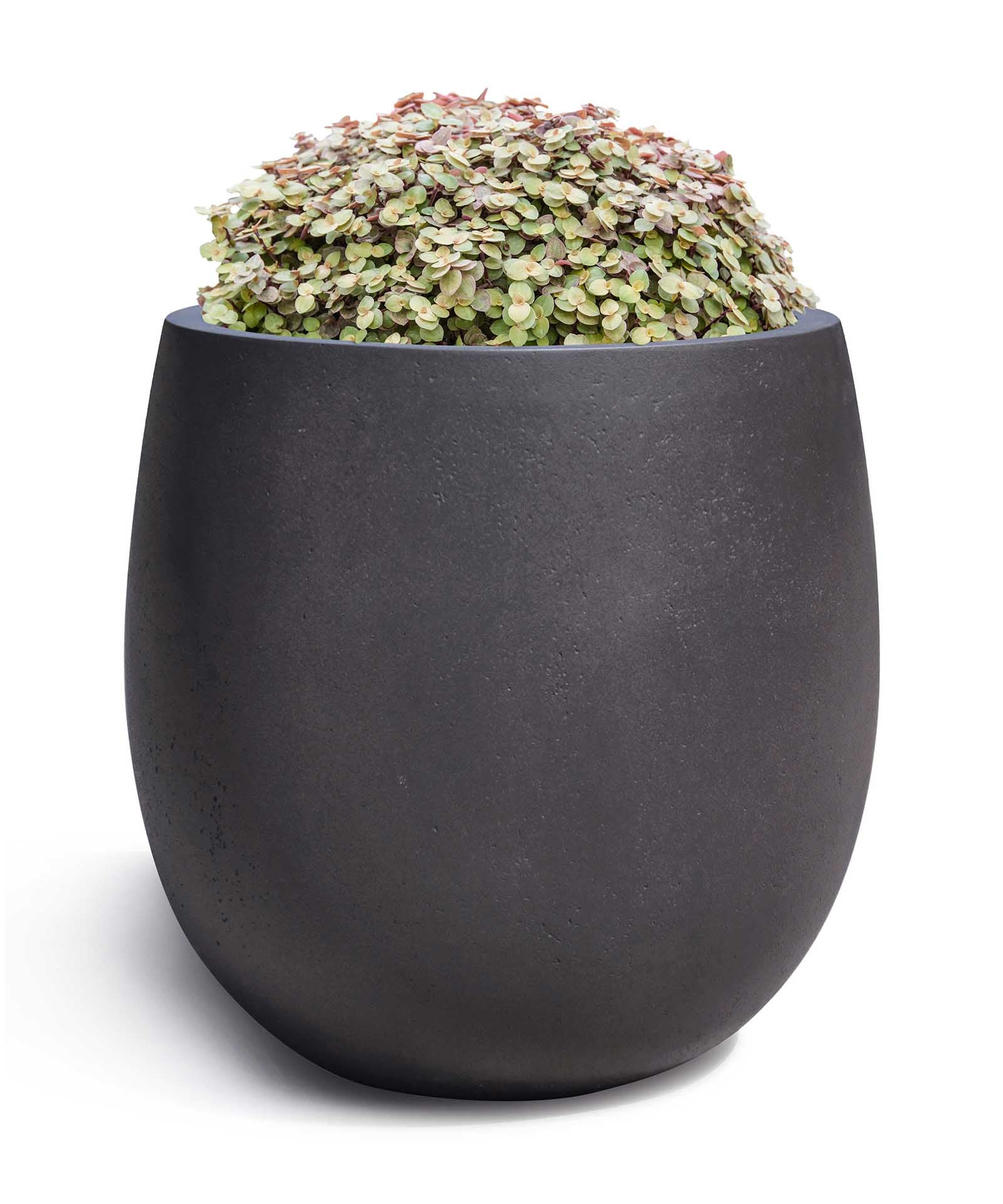 High Balloon | Loft Collection | Espresso Black