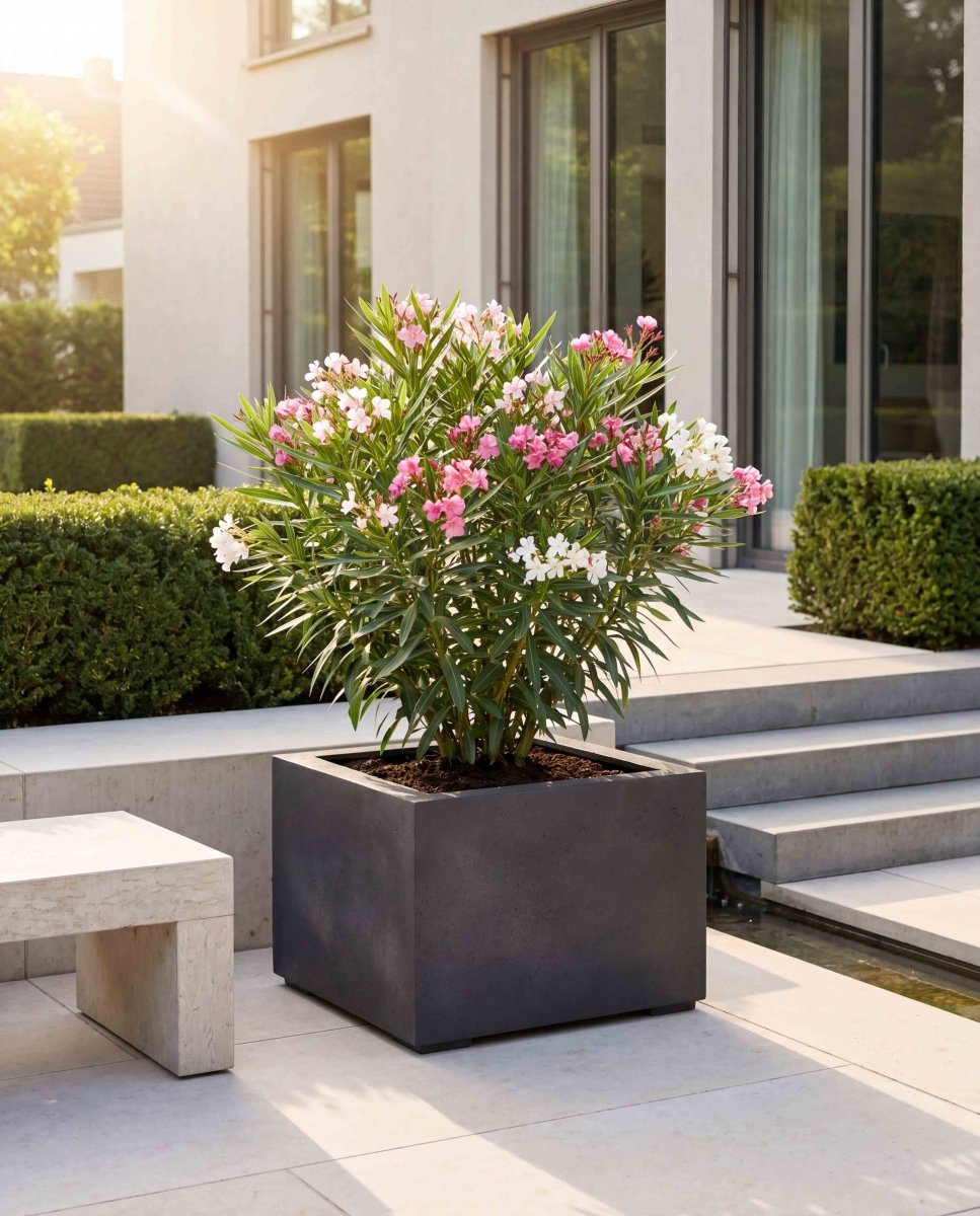 Low Cube | Loft Collection | Espresso Black - ESCHBACH
