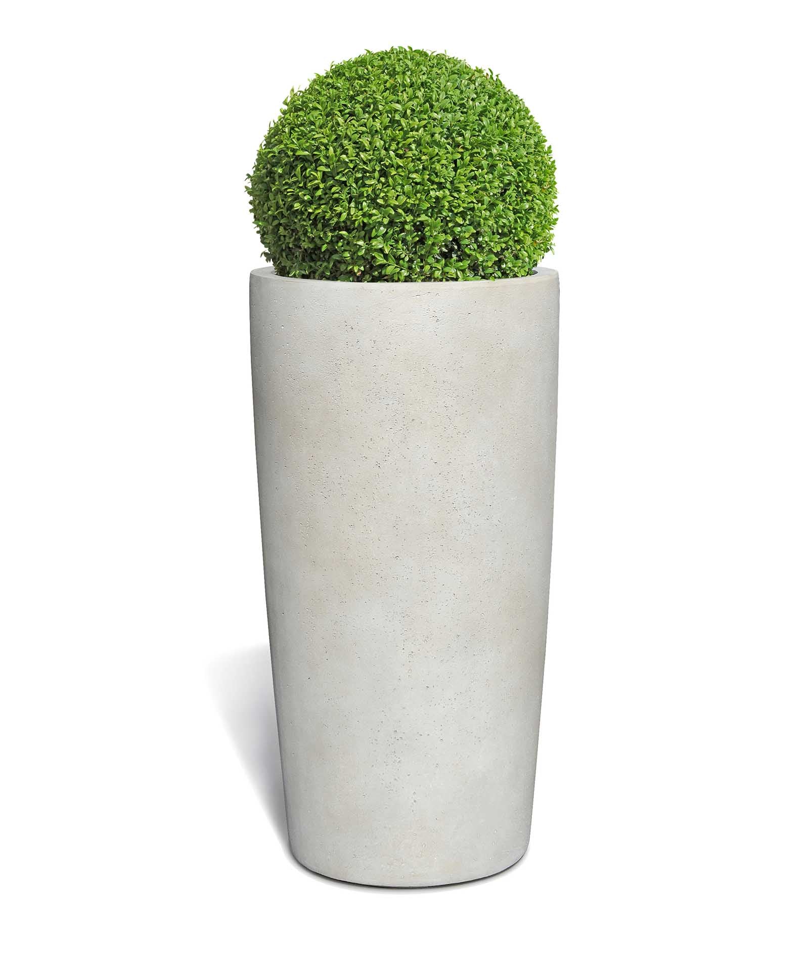 High Conus | Loft Collection | Off White