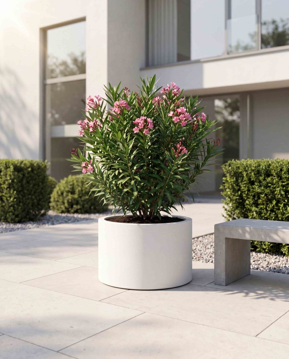 Low Cylinder | Pure Collection | Santorin White - ESCHBACH