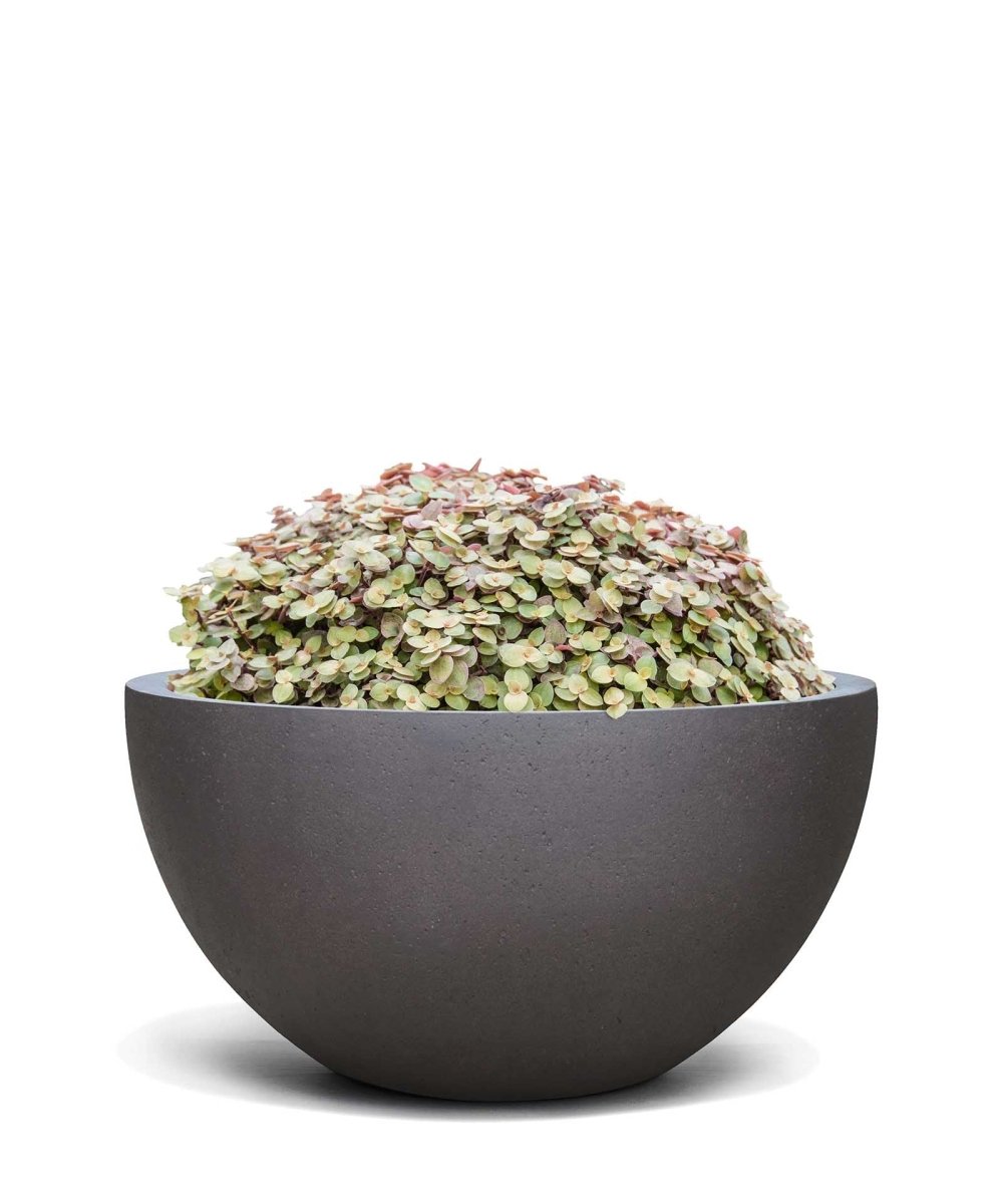 Low Egg Pot | Loft Collection | Espresso Black - ESCHBACH