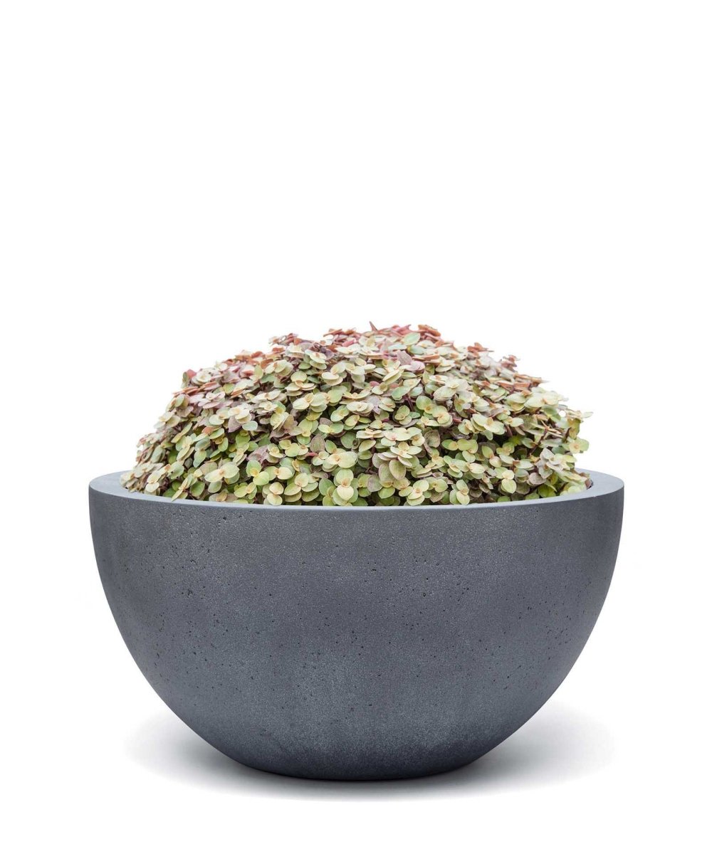 Low Egg Pot | Loft Collection | Lead Grey - ESCHBACH