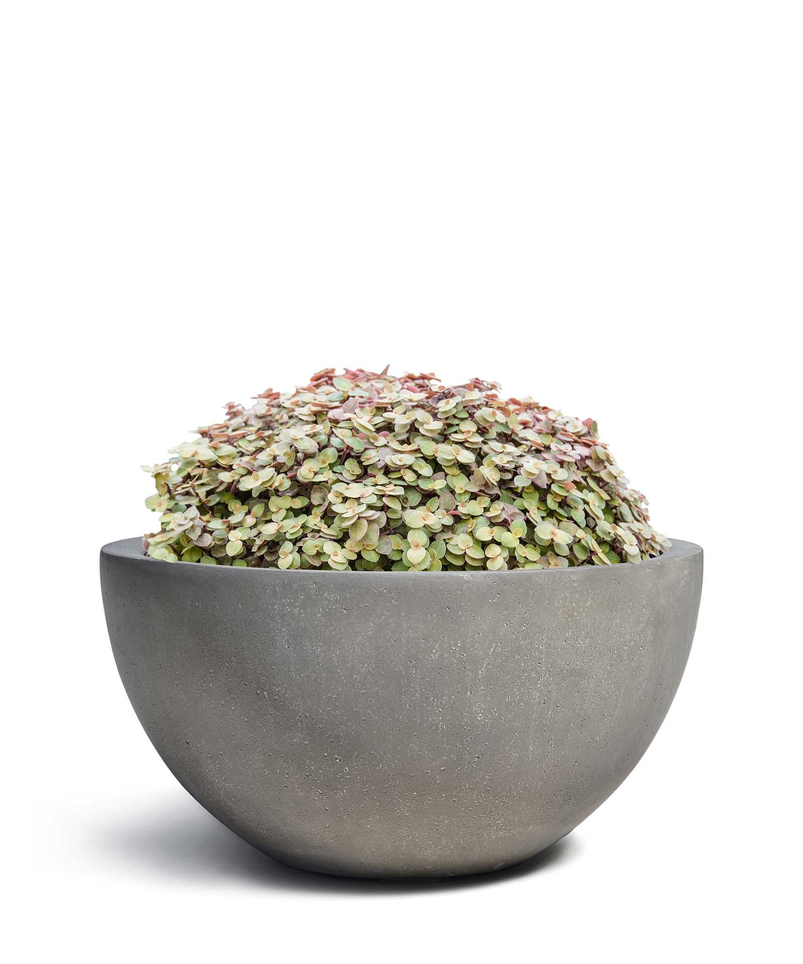 Low Egg Pot | Loft Collection | Concrete Grey