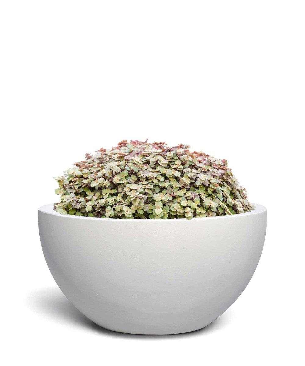 Low Egg Pot | Pure Collection | Santorin White - ESCHBACH