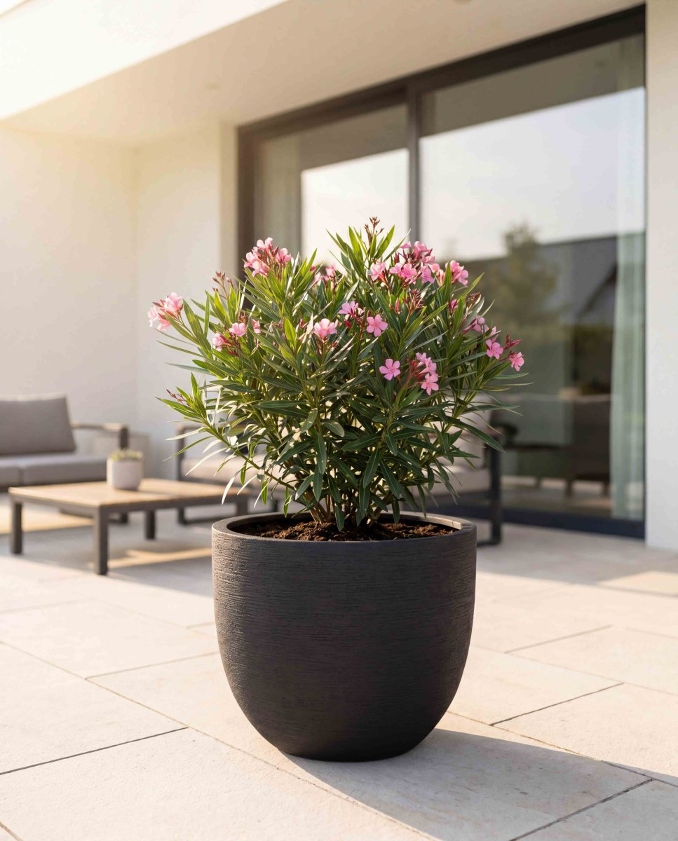 New Egg Pot | Terra Collection | Black Sand - ESCHBACH