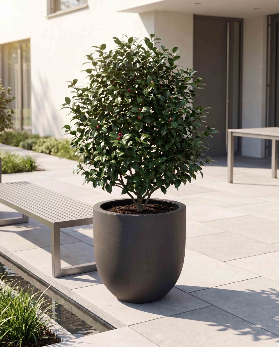 Tall Egg Pot | Loft Collection | Espresso Black - ESCHBACH