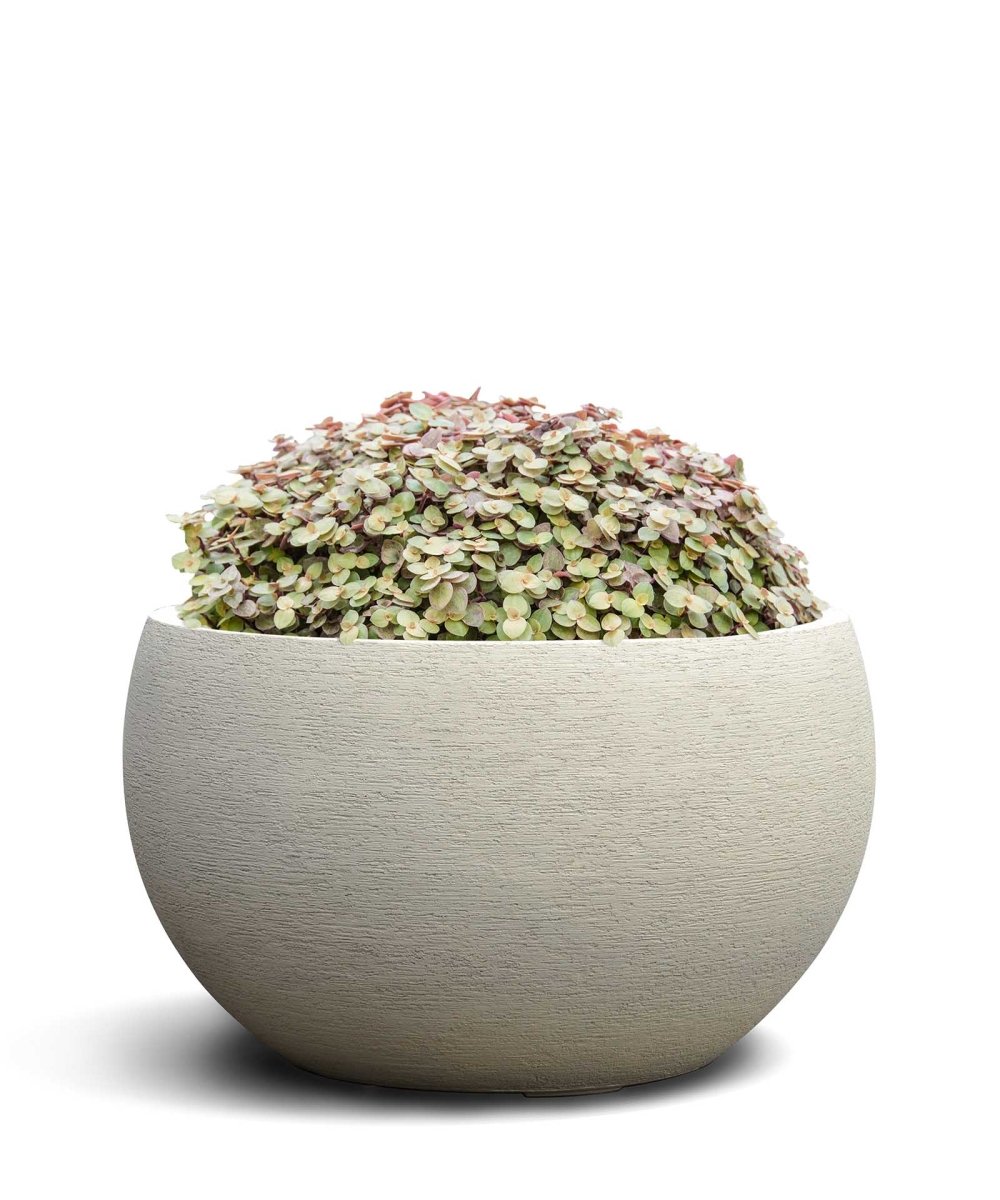 Grand Bowl | Terra Collection | Champagne White - ESCHBACH