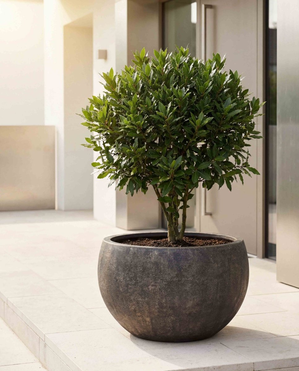 Grand Bowl | Antique Stone Collection | Antique Brown - ESCHBACH