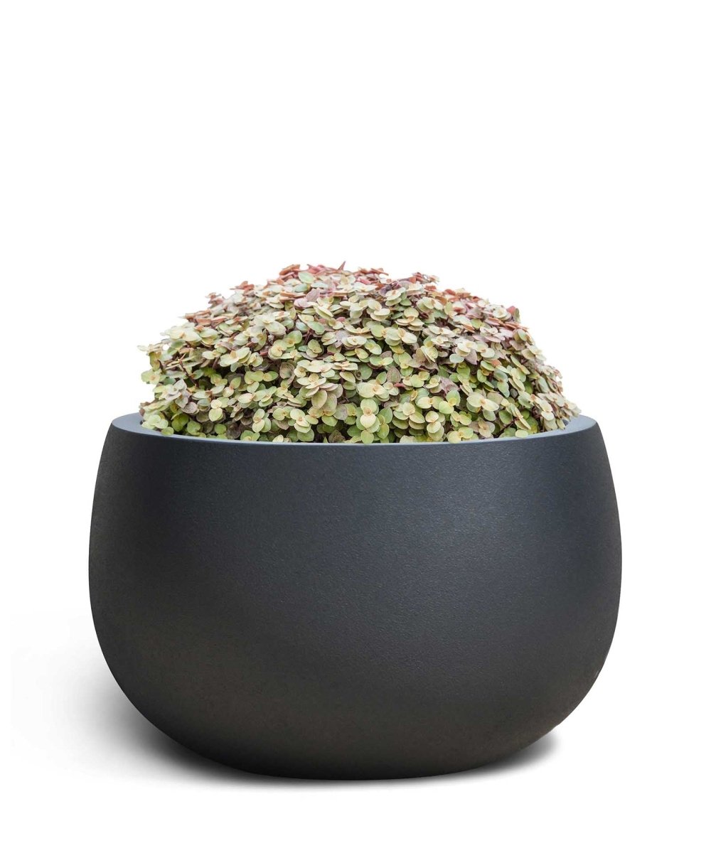 Balloon | Pure Collection | Onyx Black - ESCHBACH