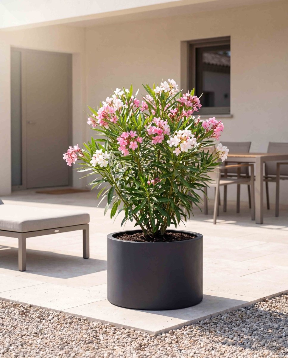 Low Cylinder | Pure Collection | Onyx Black - ESCHBACH