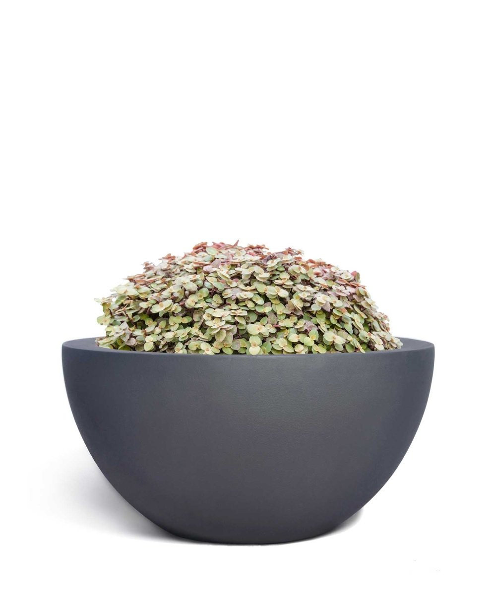 Low Egg Pot | Pure Collection | Onyx Black - ESCHBACH