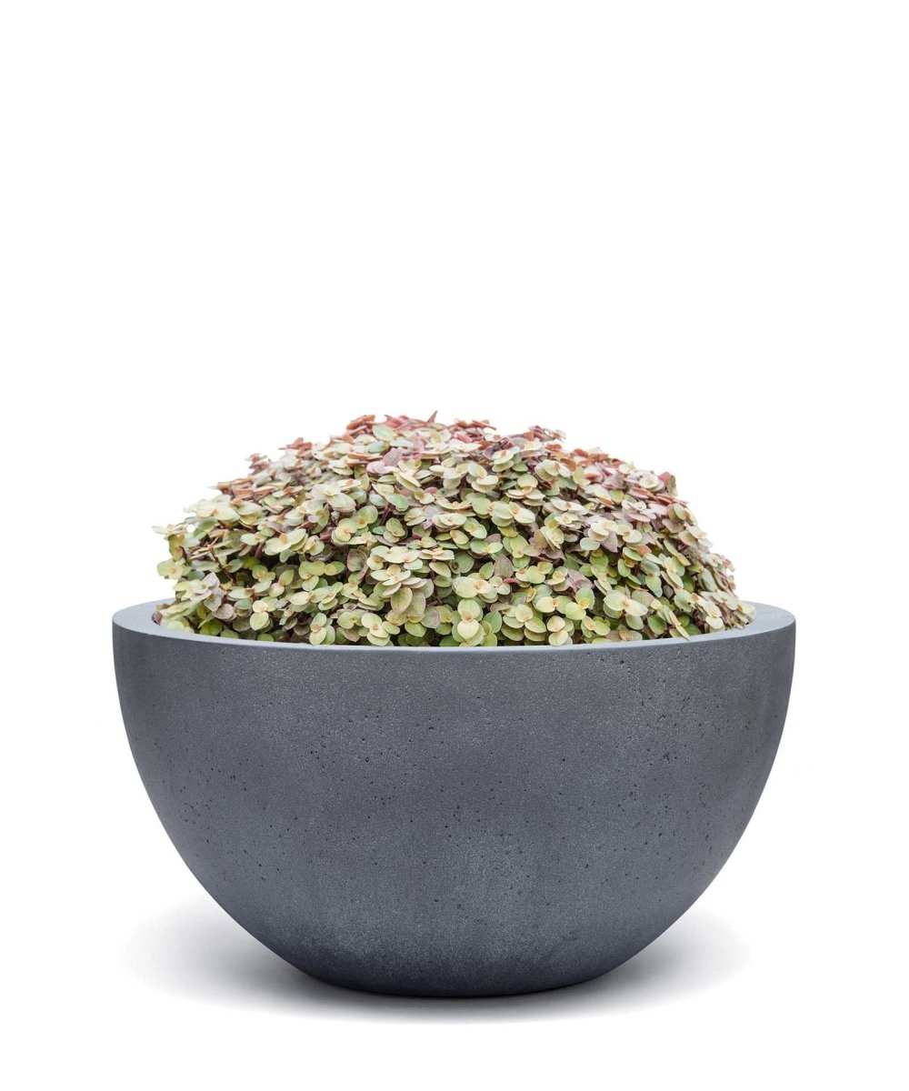 Low Egg Pot | Loft Collection | Lead Grey - ESCHBACH