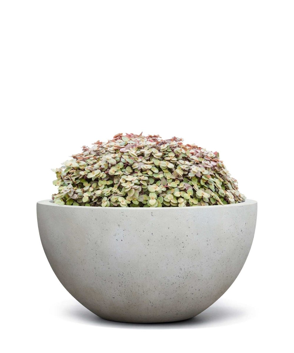 Low Egg Pot | Loft Collection | Off White - ESCHBACH