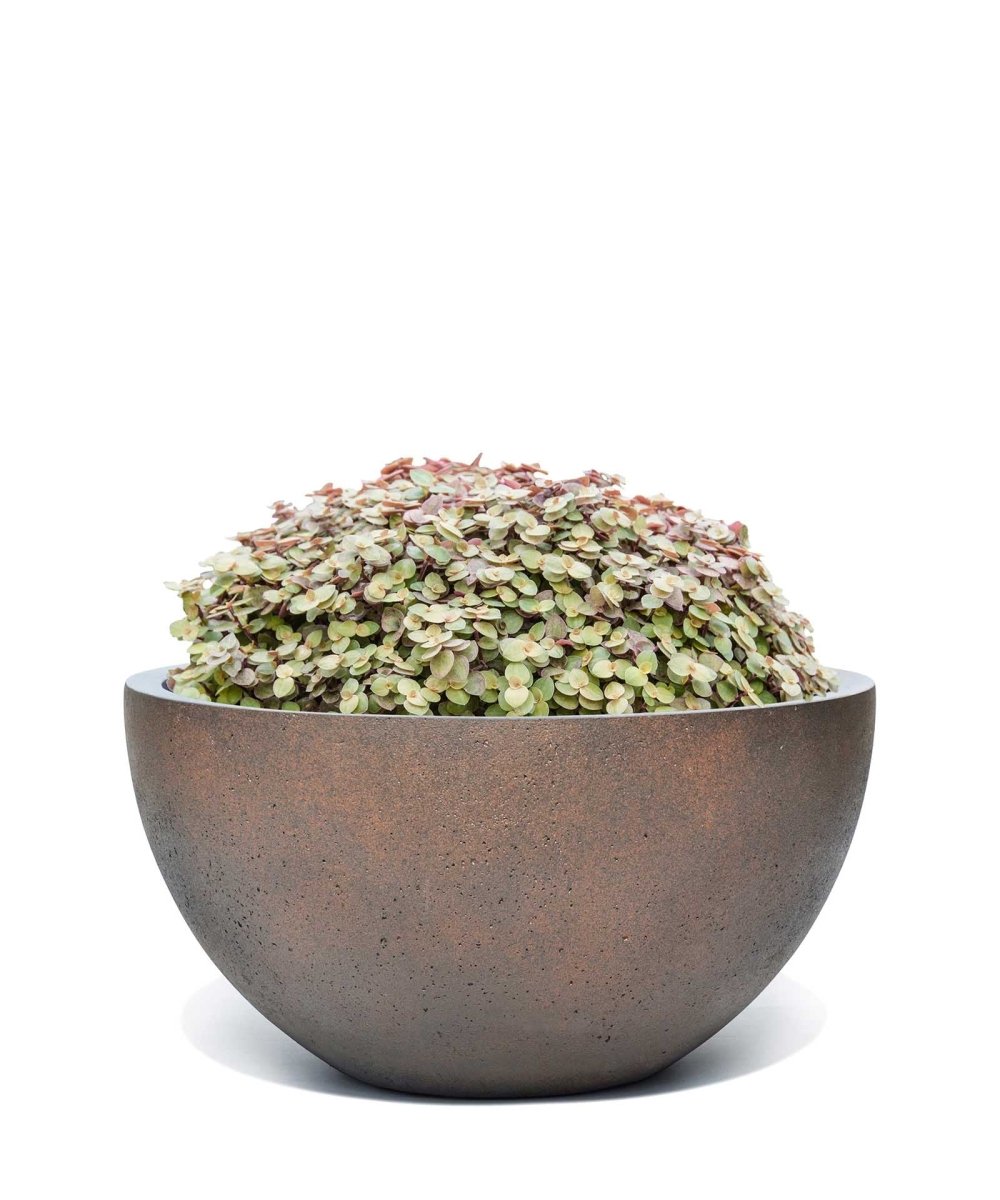 Low Egg Pot | Loft Collection | Rust Brown - ESCHBACH