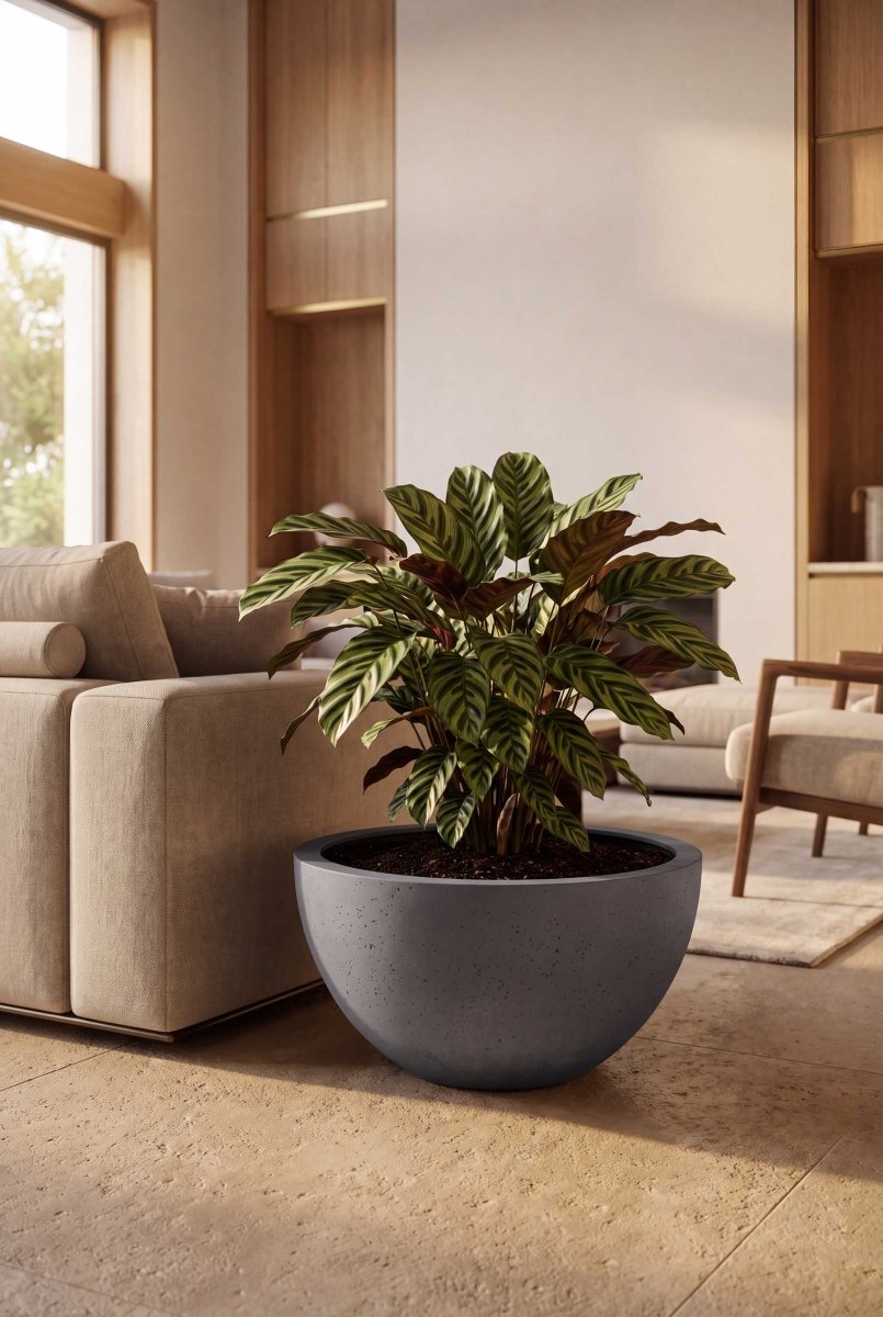 Low Egg Pot | Loft Collection | Lead Grey - ESCHBACH