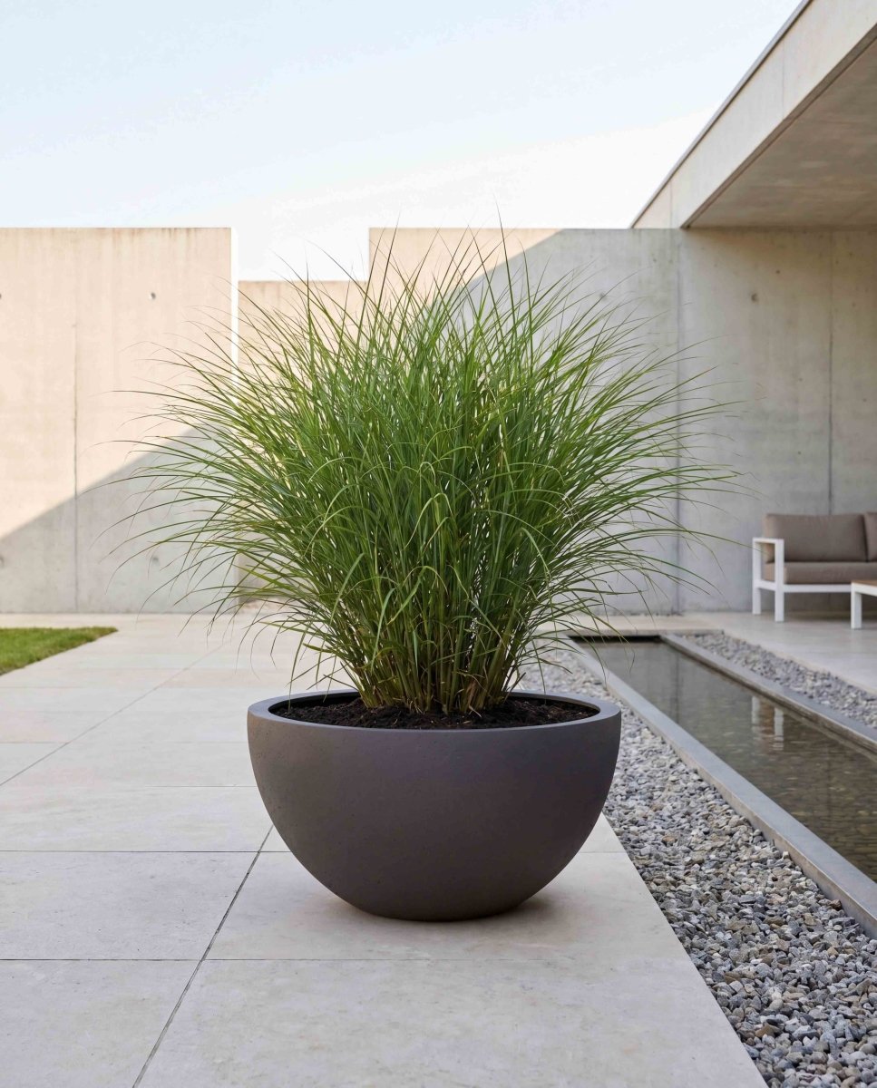 Low Egg Pot | Loft Collection | Espresso Black - ESCHBACH