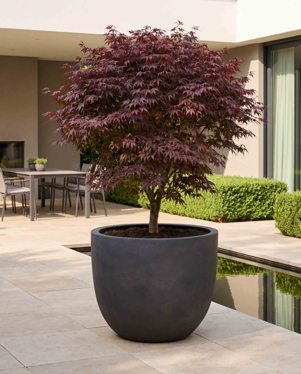 New Egg Pot | Loft Collection | Espresso Black - ESCHBACH